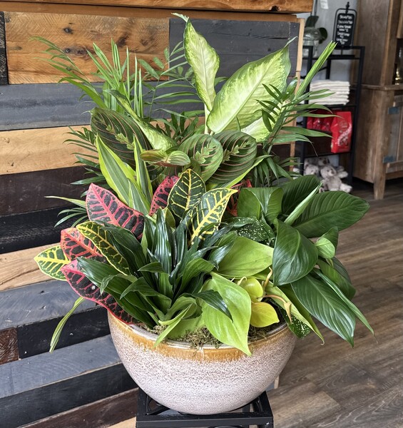 Dish Garden from Roxie's Florist in Burlington, NC
