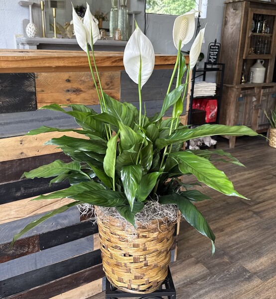 Green Plant from Roxie's Florist in Burlington, NC