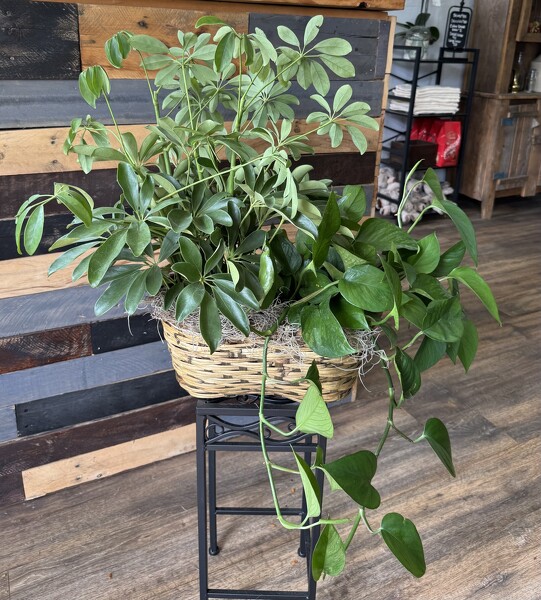 Plant Basket from Roxie's Florist in Burlington, NC
